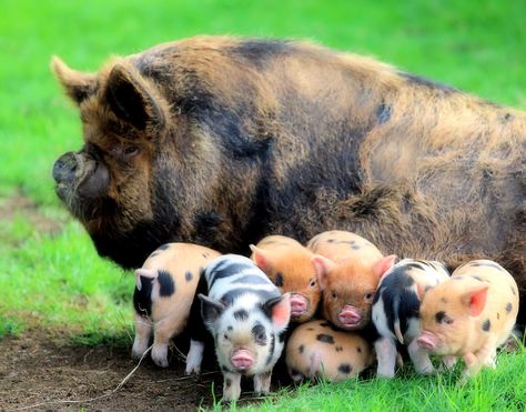 Kune Kune Pigs, Pig Breeds, Pig Pictures, Barn Animals, Pig Farming, Cute Piggies, Pet Pigs, Baby Pigs