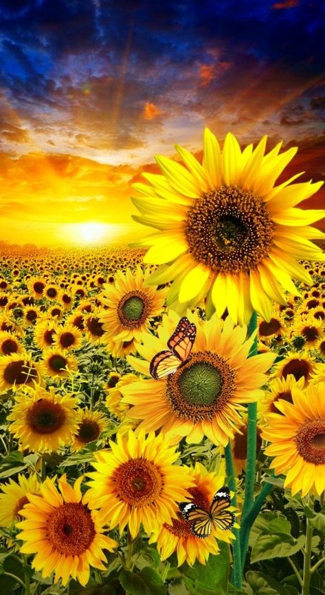 Sun Flower Garden Ideas, Sunflowers Crafts, Sun Flower Garden, Aesthetic Sunflower, Flower Garden Ideas, Full Sun Flowers, Small Flower Gardens, Sunflower Photography, Sunflowers Background