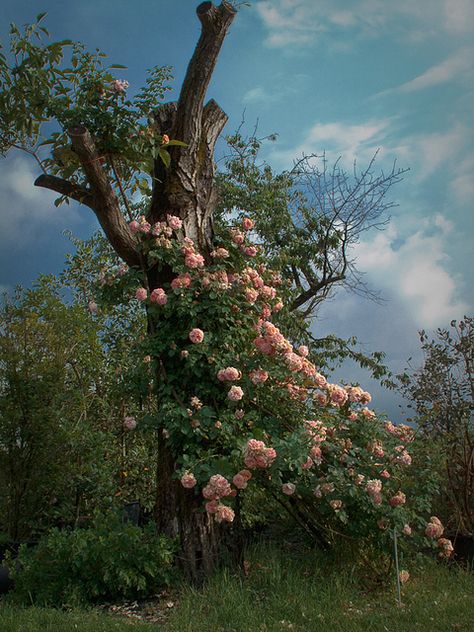 Tree with old roses by Talba Rose Plant Care, Rose Trees, Old Trees, Colorful Roses, Plant Aesthetic, Planting Roses, Climbing Roses, Climbing Plants, Wild Roses