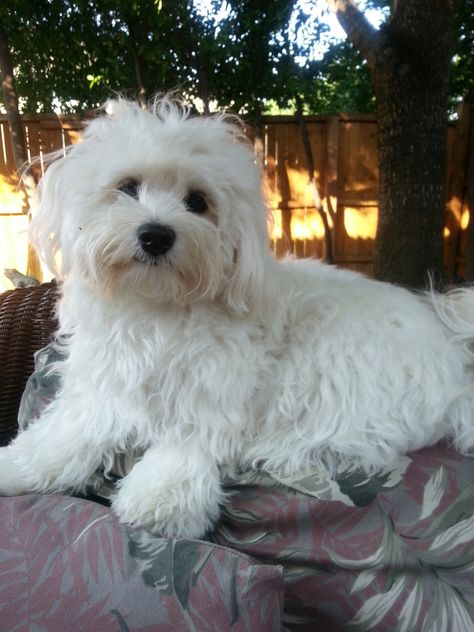 Coton Du Tulear, Cotton De Tulear, Coton De Tulear Dogs, Bichon Dog, Maltese Mix, Very Cute Puppies, Coton De Tulear, Havanese Puppies, Super Cute Puppies