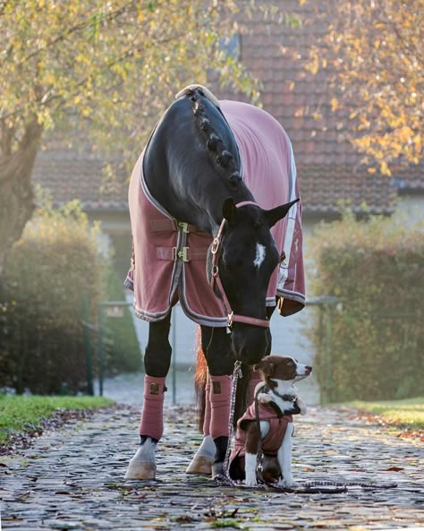 Horse Tack Photography, Horse Riding Fashion, Dog And Horse, Horse And Dog, Horse Riding Outfit, Horse Fashion, Horse Equipment, Horse Gear, Horse Accessories