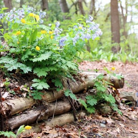 These 8 Woodland Garden Ideas Could Help You Create a Stunning Backyard - Struck Corp Using Logs In Landscaping, Woodland Landscaping Ideas Backyards, Woodland Garden Design Layout, Landscaping With Logs, Woodland Homestead, Woodland Garden Ideas, Small Natural Garden Ideas, Allotment Planning, Wooded Backyard Landscape