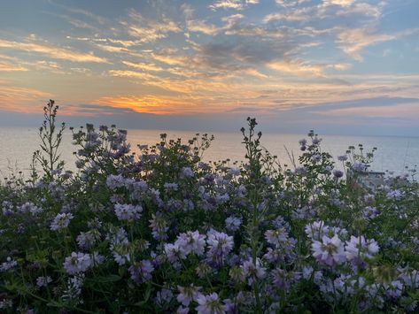 Flower Field Aesthetic Wallpaper Desktop, Ipad Spring Wallpaper, Flower Wallpaper Laptop Hd, Flower Aesthetic Laptop Wallpaper, Travel Aesthetic Horizontal, Cute Wallpapers For Ipad Landscape, Aesthetic Nature Wallpaper Laptop, Ipad Wallpaper Aesthetic Flowers, Wallpapers Landscape Desktop