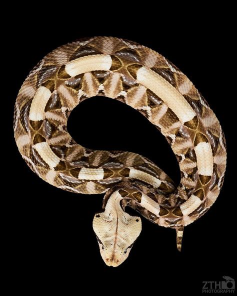 Gaboon Viper, Venomous Snakes, Snake Venom, Snake Bites, African Wildlife, Reptiles And Amphibians, Animal Photo, Amphibians, Snakes