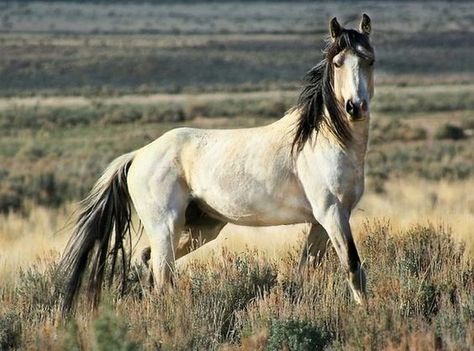 lovely 'buttermilk' buckskin mare Buttermilk Buckskin, Mustang Horses, Wild Horse Pictures, Buckskin Horse, Baby Sea Turtles, Horse Inspiration, Mustang Horse, Special Friends, Wild Mustangs