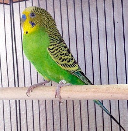 Original Australian wild type green budgerigar parakeet Parakeet Colors, Green Parakeet, Australian Parrots, Blue Parakeet, Budgies Bird, Budgie Parakeet, Parakeets, Parrot Bird, Pet Bird