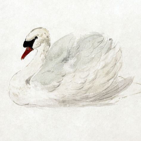 Mute swan (ca. 1720–1792) drawing in high resolution by Aert Schouman. Original from The Rijksmuseum. Digitally enhanced by rawpixel. | free image by rawpixel.com / Rijksmuseum (Source) Swan Drawing, Swan Vintage, Swan Wall Art, Swan Painting, Vintage Swan, Bathroom Wall Decor Art, Swans Art, Mute Swan, Swan Print