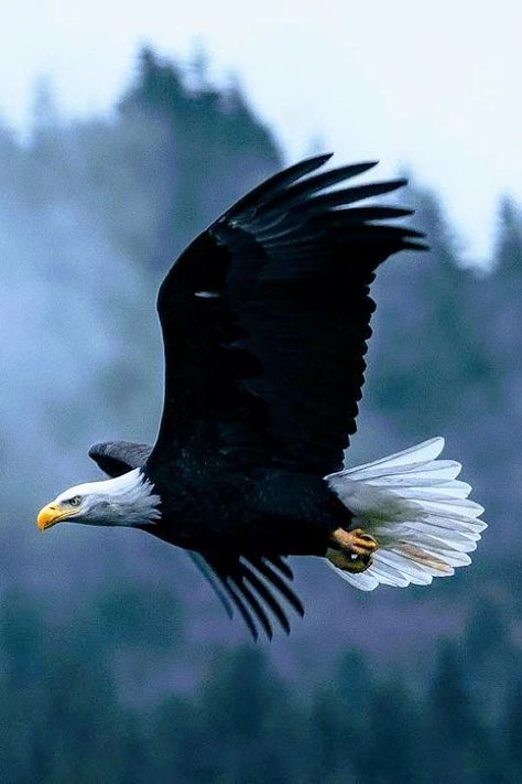 Photo Eagle Images, Bobber Custom, Eagle Wallpaper, Eagle Pictures, Eagle Art, American Bald Eagle, Born Free, The Eagles, An Eagle