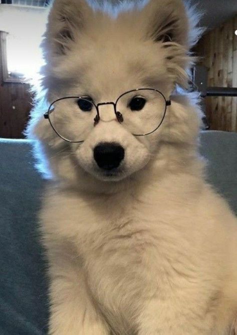 Wonderful Dog, beautiful Dog, cute Dog Cute Dog Wallpaper, Dog With Glasses, Super Cute Dogs, Cute Dogs Images, Very Cute Puppies, Samoyed Dogs, Cute Small Animals, Very Cute Dogs, Mia 3