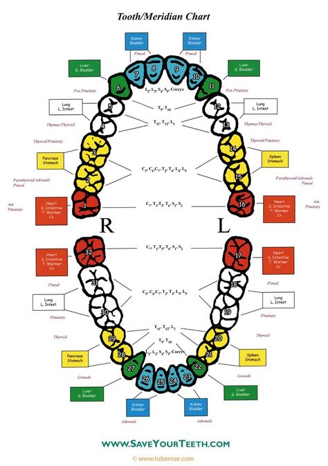 Tooth/Meridian Chart ~ this is so fascinating now as I am aware of issues in my body and it corresponds to the area in my teeth that are acting up! (Adrenals & thyroid) Tooth Infection, Tooth Chart, Teeth Health, Health Heal, Energy Medicine, Women Health, Alternative Health, Reflexology, Health Info