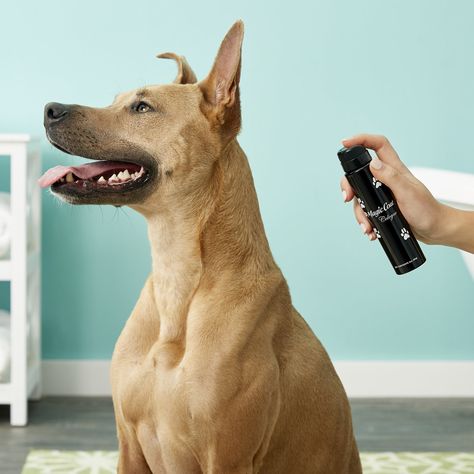 The perfect refreshing spritz for any and every pup!  - Helps moisturize skin while removing the odor - 24-hour spray-on fragrance for dogs - The clean, fresh scent - Perfect for freshening coats between baths - Gentle enough to be reapplied as often as necessary to deodorize pet's coat  #ergode #puppies #doglovers #smell #fragrance #perfume #scent #homedecor #parfum #love #aroma #doglovers #puppylove  Buy now @ http://bit.ly/34SbKdC Pet Perfume, Dog Spray, 2024 Inspiration, Pet Spray, Animal Food, Pet Mom, Painting Landscape, Pet Products, Oil Painting Landscape