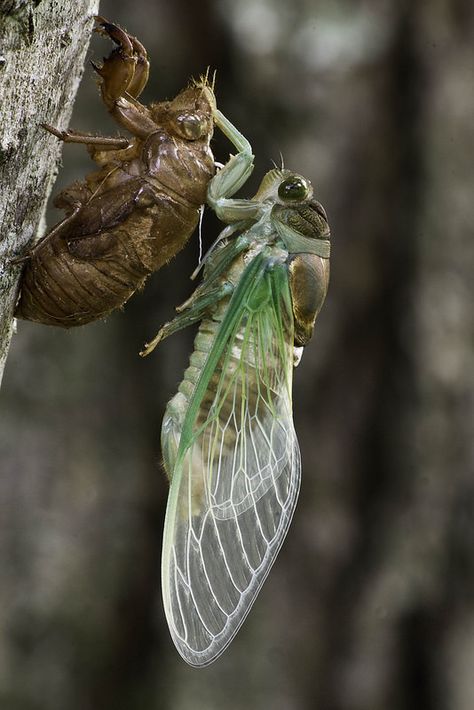 Cicada Coming Out Of Shell, Cicada Aesthetic, Cicada Wallpaper, Cicada Photography, Cicada Shedding, Insects Photography, Witches Circle, Cicada Art, Weird Insects