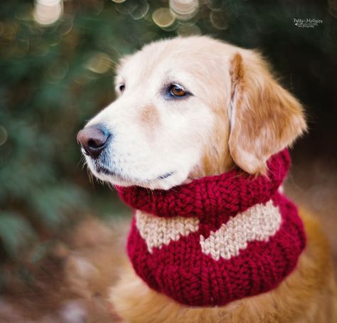 Valentine’s Day Knitting For Dogs | Bored Panda Valentine Knitting, Snood Knitting Pattern, Winding Yarn, Trendy Knitting, Dog Snood, Baby Cardigan Pattern, Knitted Heart, Knitting Machine Projects, Scarf Knitting