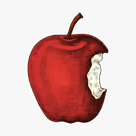 Fresh ripe bitten red apple illustration | premium image by rawpixel.com / sasi Apple Illustration Design, Apple Artwork, Notion Images, Apple Cartoon, Carrot Drawing, Bitten Apple, Food Illust, Pineapple Drawing, Food Paintings