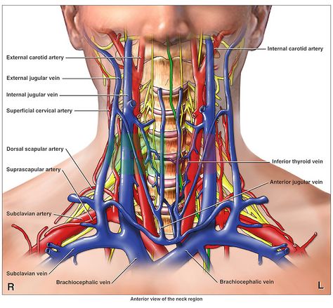 Anatomy of the Arteries, Veins and Nerves of the Cervical (Neck) Spine Region. Arteries Anatomy, Health Notes, Internal Carotid Artery, Subclavian Artery, Notes School, Carotid Artery, Arteries And Veins, School Health, Human Body Anatomy