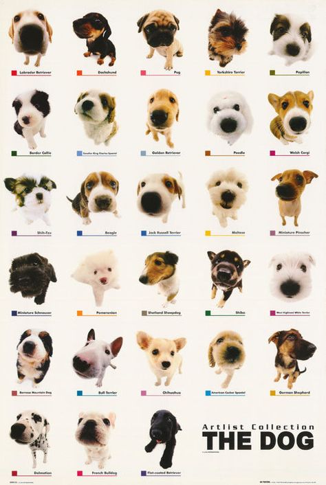 Wow Photo, Dog Artist, Silly Dogs, Silly Animals, Cute Poster, Silly Cats, Room Posters, 귀여운 동물, Cute Icons