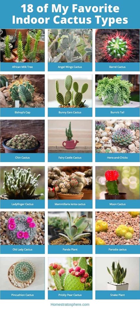 Best Indoor Cactus Plants, Catus Landscaping Garden, Cactus Care Indoor, Cactus Garden Indoor, Cactus Plants Indoor, Cacti Types, Different Types Of Cactus, Propagating Cactus, Indoor Cactus Garden