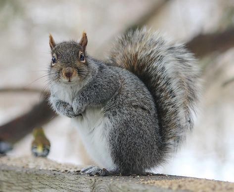 Squirrels, Grey Squirrel, Squirrel Photo, White Squirrel Art, Grey Squirrel Drawing, Gray Squirrel, Grey Squirrel Illustration, Squirrel On Tree, Squirrel Tattoo