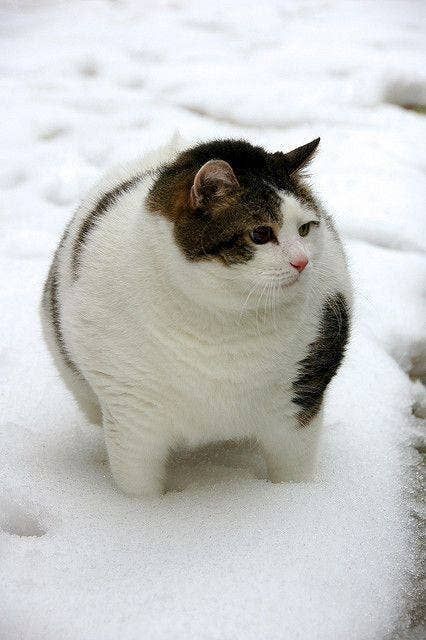 19 Pictures Of Fat Cats That Will Improve Your Day Cute Fat Cats, Fat Animals, Funny Dog Pictures, Cat Stuff, Fat Cats, Funny Cute Cats, Cat Care, Silly Cats, 귀여운 동물