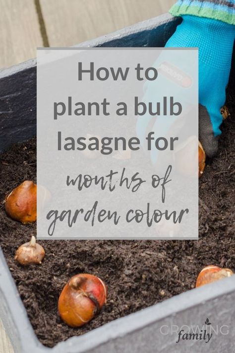 Layering Bulbs, Bulb Lasagne, Spring Bulbs Garden, Garden Container, Flowers Blooming, Garden Bulbs, Cut Flower Garden, Spring Bulbs, Garden Yard Ideas