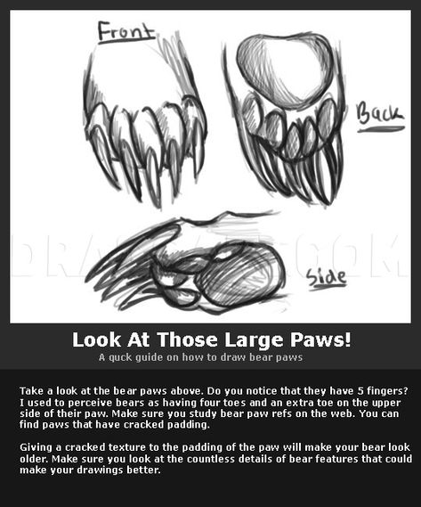 Bear Face Drawing, Bear Character Design, Paw Drawing, Bear Sketch, Black Bears, Bear Drawing, Drawing Heads, Drawing Guide, Bear Paw