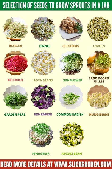 Sprout Sunflower Seeds, Sprouts Benefits Nutrition, Sprouting Alfalfa Seeds In A Jar, Clover Sprouts Benefits, Sprouting Sunflower Seeds, Recipes For Sprouts, Benefits Of Sprouts, Growing Sprouts Indoors, How To Grow Sprouts At Home