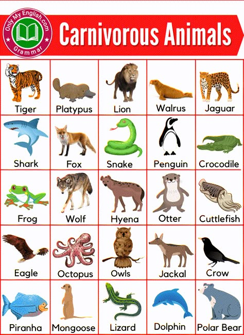 Carnivorous Animals Chart, Carnivores Herbivores Omnivores, Animals Name List, Omnivorous Animals, Animal Pictures For Kids, Animals Name In English, Animals Name, Learning Websites For Kids, Carnivorous Animals