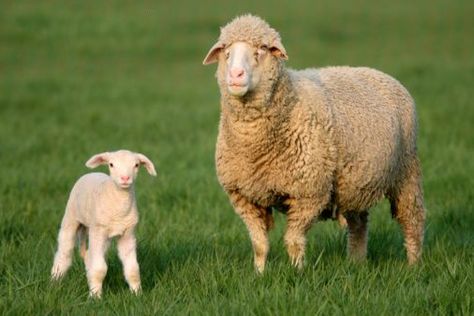 Merino Sheep | Milligan's Gander Hill Farm Lamb Pictures, Needle Felting Supplies, Farm Stuff, Merino Sheep, Sheep Farm, Sheep And Lamb, Needle Felting Kits, Colored Highlights, Pictures Images