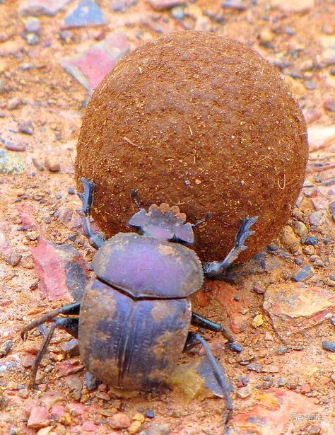 Dung Beetle When life gets tough and you feel it cant get any worse always remember you could be a dung beetle .......baahahahahahahahahahah Egypt Scarab, Dung Beetle, Cool Insects, Beetle Insect, Cool Bugs, Beautiful Bugs, Arthropods, Creepy Crawlies, Insect Art