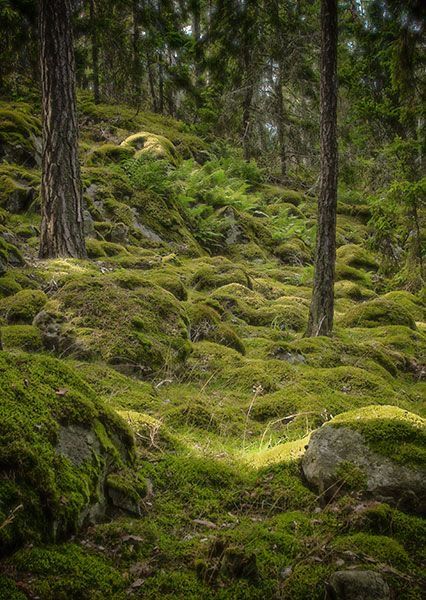 Exterior Moodboard, Swedish Forest, Scandinavian Forest, Nordic Forest, Mossy Forest, Forest Moss, Forest Camp, Moss Covered, Sweden Travel