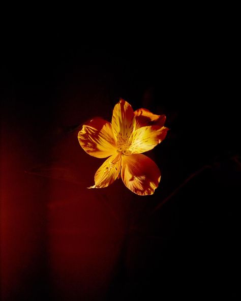 Orange Lilies Aesthetic, Dark Red And Yellow Aesthetic, Pale Orange Flowers, Yellow Person Aesthetic, Red Print Wallpaper, Red Cute Background, Dark Orange Wallpaper Aesthetic, Gold Vibes Aesthetic, Orange Art Aesthetic