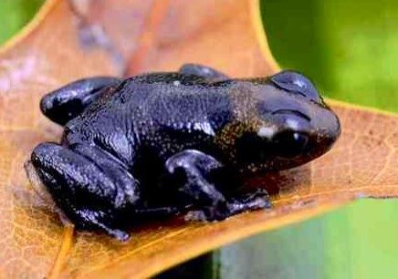 Melanistic ... Black Frog Melanism Animals, Melanistic Animals, Black Frog, Albino Animals, Midnight Garden, Rare Animals, Endangered Animals, Black Animals, Unique Animals