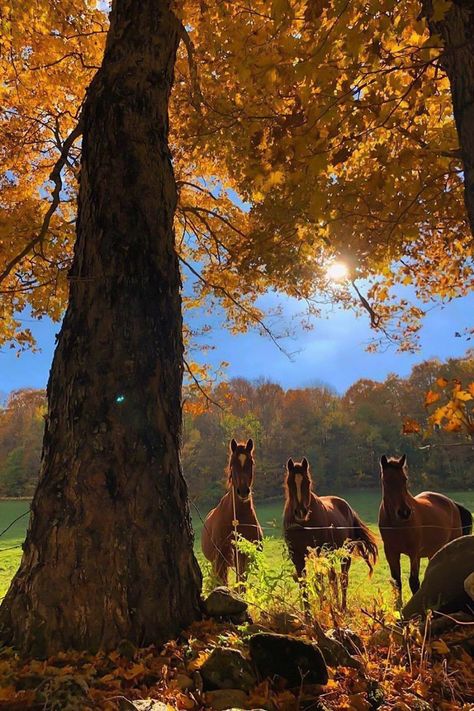 School Picnic, Equestrian Aesthetic, Horse Aesthetic, Peppermint Patties, Mountain Road, Horse Life, Autumn Cozy, Jolie Photo, Autumn Aesthetic