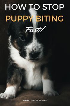 Training your puppy bite inhibition will stop any mouting or chewing behavior. Their sharp teeth are required for them to receive feedback on their biting. Kong Stuffers For Puppies, How To Get Puppies To Stop Biting, How To Wear Out A Puppy, How To Get A Puppy To Stop Biting, How To Stop A Puppy From Nipping, How To Stop Puppies From Biting, How To Get Your Puppy To Stop Biting You, How To Train A Puppy Not To Bite, How To Stop A Puppy From Biting