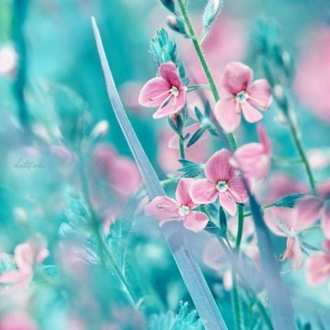 Aqua/Turquoise / Pink Turquoise Cottage, Turquoise Aesthetic, Flowers Photography Wallpaper, Teal Flowers, Teal And Pink, Photography Wallpaper, Pink Turquoise, Flower Backgrounds, Flowers Photography