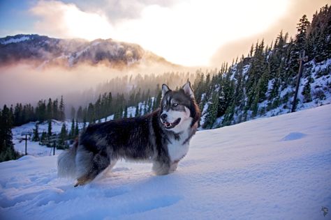 Alaskan Dog, Alaskan Malamute Puppies, White Husky, Malamute Puppies, Alaskan Husky, Siberian Husky Dog, Siberian Husky Puppies, Husky Mix, Indoor Dog