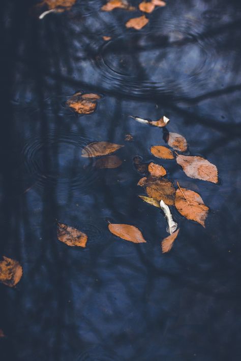 Into the pond Blue And Orange Autumn Aesthetic, Orange And Navy Aesthetic, Blue Autumn Aesthetic, Blue And Brown Aesthetic, Tree Photos, Photo Bleu, Blue Autumn, Autumn Blue, Autumn Rain