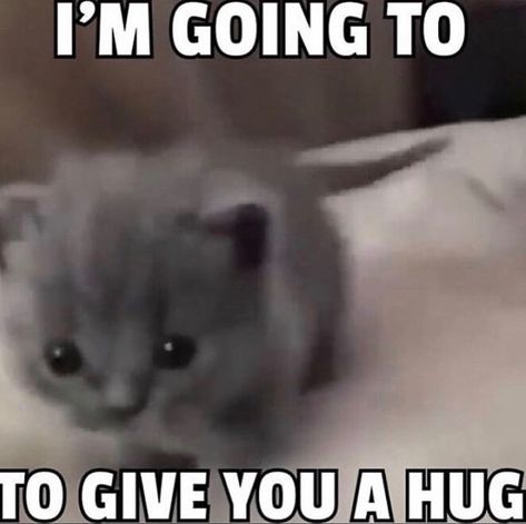 Hug Meme, Cute Cat Memes, Cat Hug, Mahō Shōjo, Silly Cats Pictures, Cute Memes, Wholesome Memes, Love Memes, Cute Texts