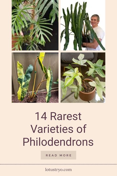 Discover 14 of the rarest philodendron varieties that every plant lover should know about. From the striking patterns of Philodendron Caramel Marble to the alluring Philodendron Elegans, each of these unique plants boasts exceptional beauty and distinctive foliage. Explore remarkable choices like Philodendron Florida Ghost with its enchanting white coloration and the breathtaking Philodendron Spiritus Sancti. Elevate your collection with these stunning, hard-to-find philodendrons, perfect for enthusiasts seeking exotic plants that make a statement. Philodendron Varieties With Names, Philodendron Domesticum Variegatum, Florida Beauty Philodendron, Prince Of Orange Philodendron, Philodendron Elegans, Philodendron Plant Varieties, Philodendron Types, Philodendron Varieties, Philodendron Caramel