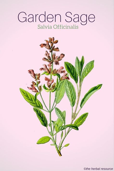 Garden or Common Sage (Salvia Officinalis) Sage Health Benefits, Garden Sage, Sage Herb, Medicinal Herbs Garden, Salvia Officinalis, Herbal Plants, Healing Plants, Herbal Healing, Plant Science