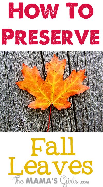 How to Preserve Fall Leaves.  These will be perfect for my Thanksgiving table! Preserve Fall Leaves, Astuces Diy, Autumn Crafts, Fall Projects, Fall Leaf, Happy Fall Y'all, Fall Holidays, Thanksgiving Crafts, Nature Crafts