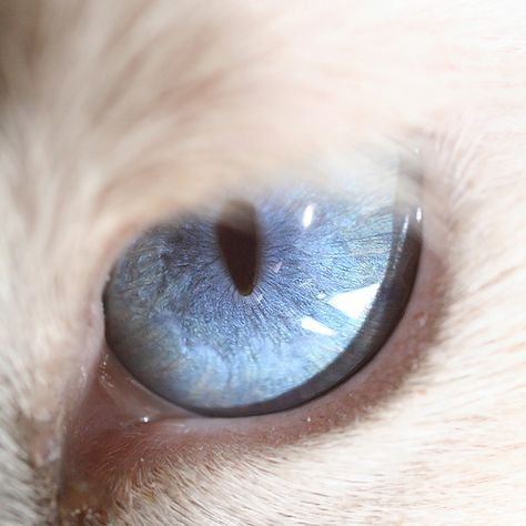 Cats Eye Macro Photography Eyes, Kittens Photography, Animal Eyes, Drawing Faces, Character Aesthetics, Cat Eyes, Ragdoll Cat, Blue Eye, Cat Aesthetic