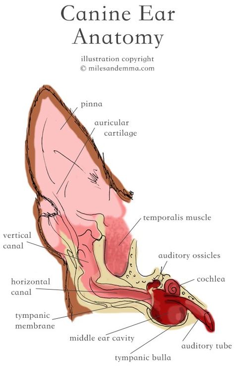 Canine Ear Health Guide Veterinary Medicine Student, Veterinary Study, Vet School Motivation, Vet Tech School, Vet Notes, Veterinary Tech, Vet Tech Student, Vet Technician, Veterinary Studies