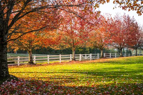 6 Types of Maple Trees You Might Find on Your Property Red Maple Tree Landscaping, Trees With White Bark, Climbers For Shade, Maple Tree Landscape, Primrose Plant, Pink Blossom Tree, Pink Flowering Trees, Red Maple Tree, Flowering Quince