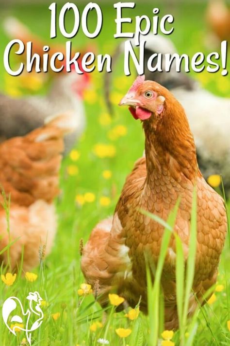 Chicken Coop Names, Backyard Chicken Coop, Portable Chicken Coop, Chicken Pen, Chicken Life, Chicken Treats, Best Chicken Coop, Chicken Cages, Raising Backyard Chickens