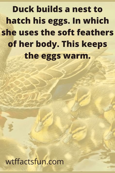 21 Fun Facts About Ducks For Preschoolers 3 Facts About Ducks, George Washington Facts, Male Duck, Fun Facts For Kids, Fun Facts About Animals, Fun Facts About Life, Unique Facts, Good Genes, Water Animals