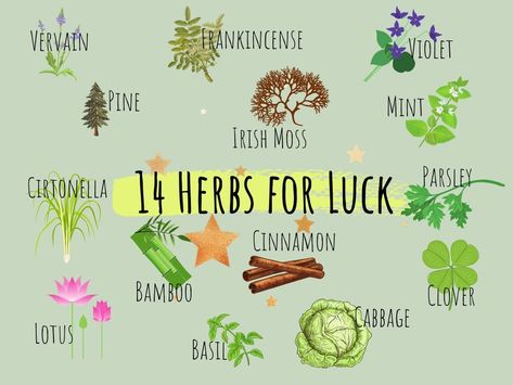 14 Alluring Herbs For Luck To Give You The Boost You Deserve Herbs For Luck, Wicca Herbs, Witchcraft Herbs, Magickal Herbs, Witch Herbs, Magia Das Ervas, Green Witchcraft, Luck Spells, Plant Magic