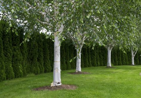 4 Trees with White Bark - The Himalayan Birch Trees With White Bark, White Bark Trees, Birch Trees Garden, Birch Trees Landscaping, White Birch Trees, Landscaping Trees, Norwegian Wood, Farmhouse Landscaping, Easy Landscaping