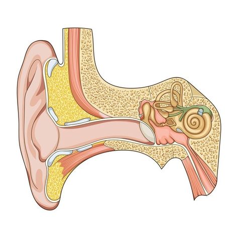 Parts of the Ear Diagram | Quizlet Structure Of Ear Diagram, Ear Diagram Anatomy, Structure Of Ear, Parts Of The Ears, Human Ear Diagram, Inner Ear Anatomy, Ear Diagram, Science Lab Decorations, Ear Structure