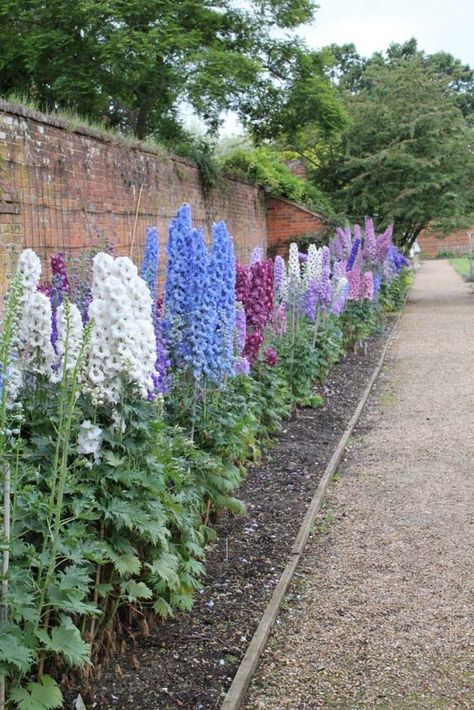 Stair Garden, Delphinium Flower, Boxwood Garden, Delphinium Flowers, Lake Garden, Good Weather, White Lilac, Garden Tool Set, Blue Garden